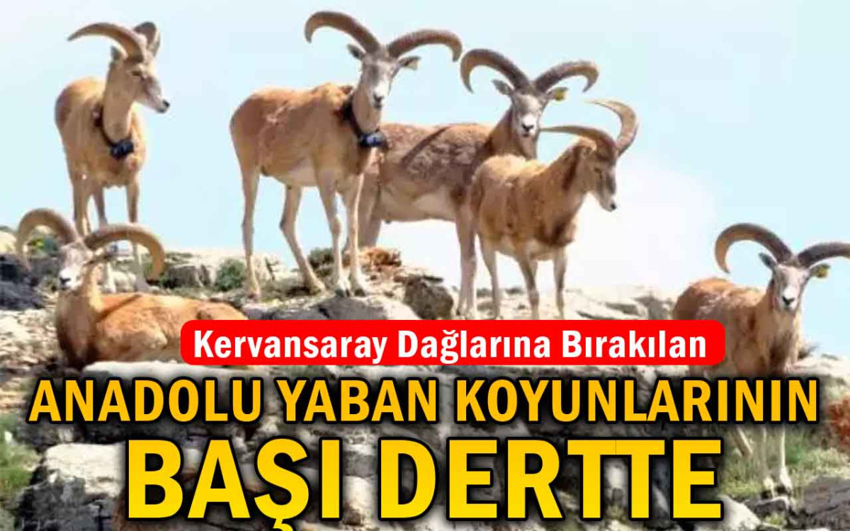 Anadolu Yaban Koyunlarının Başı Dertte