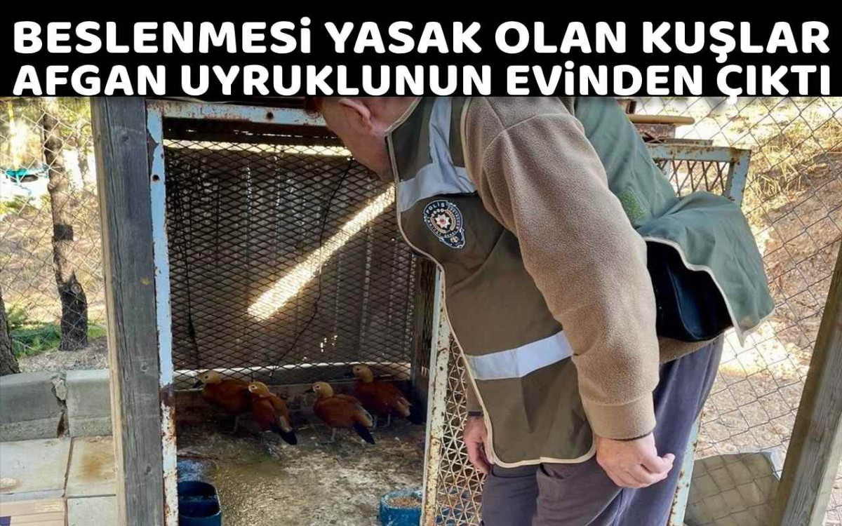 Beslenmesi Yasak Olan Kuşlar Evinden Çıktı