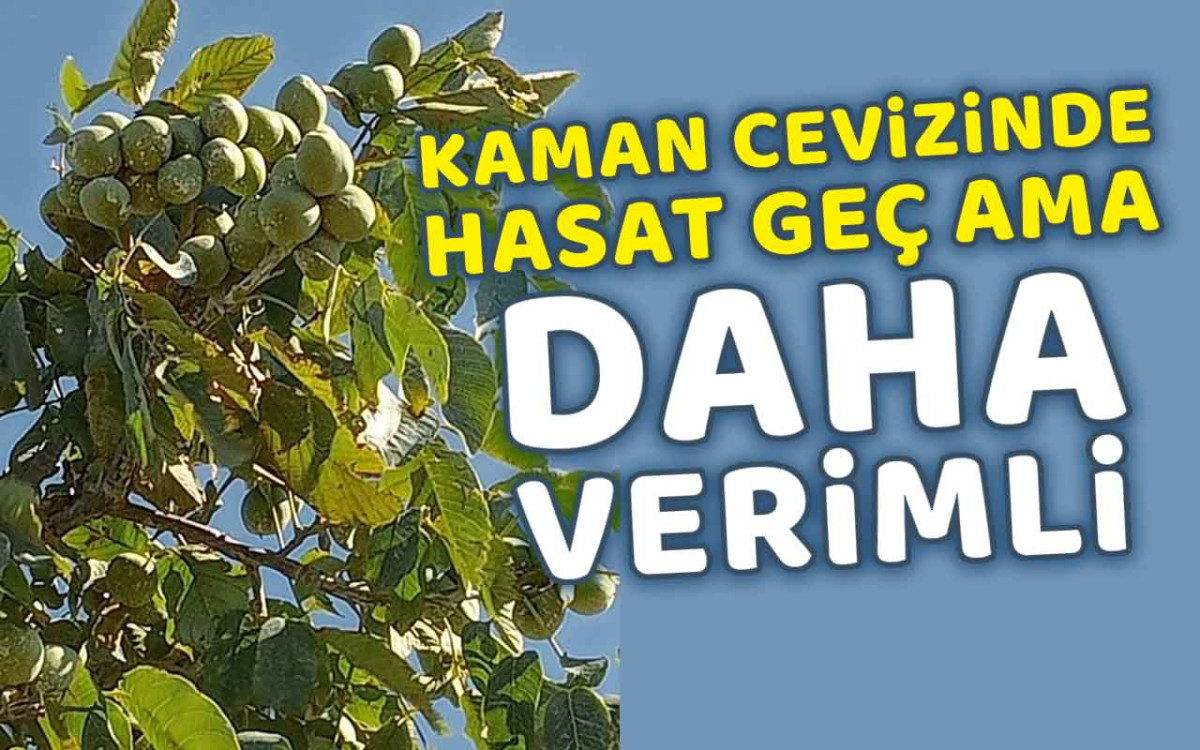 Kaman Cevizinde Hasat Geç Ama Daha Verimli