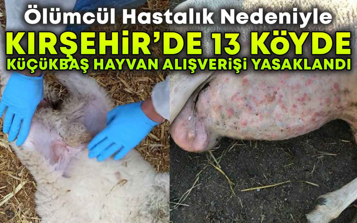 Kırşehir'de 13 Köyde Küçükbaş Hayvan Alışverişi Yasaklandı