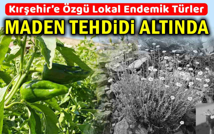 Lokal Endemik Türler Maden Tehdidi Altında