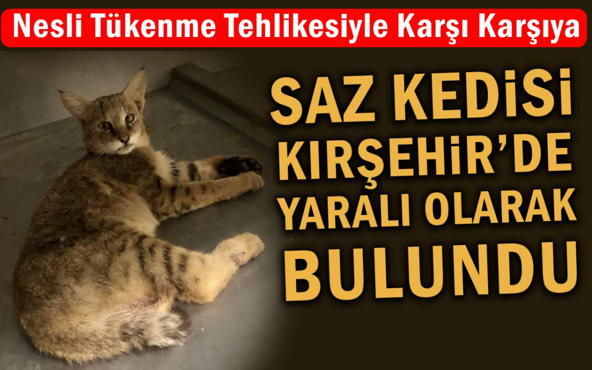 Saz Kedisi Kırşehir'de Yaralı Olarak Bulundu